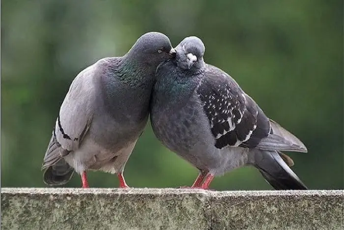 Bồ Câu Đen Vào Nhà La Điềm Gì