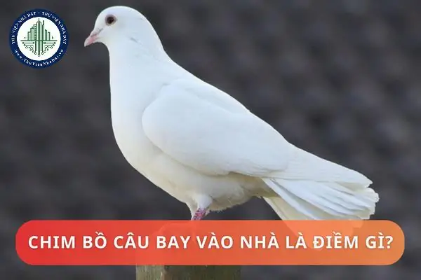 Bồ Câu Đen Vào Nhà La Điềm Gì