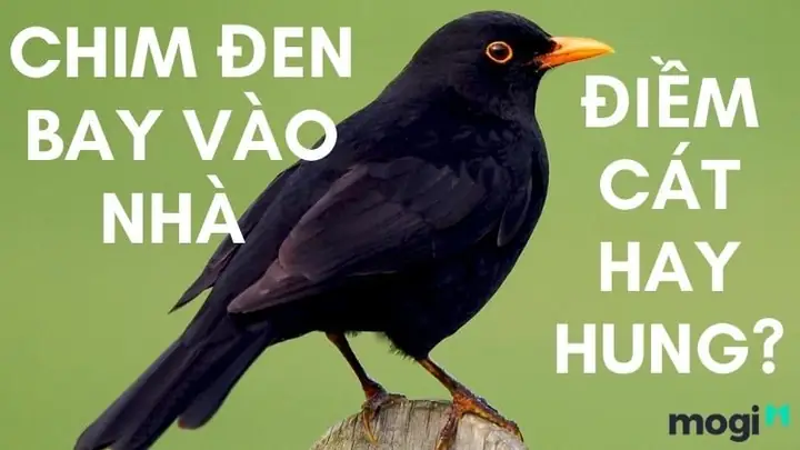 Bồ Câu Đen Vào Nhà La Điềm Gì