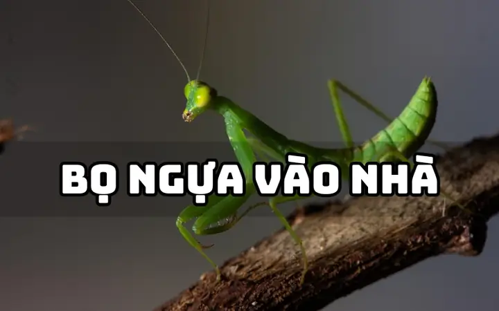 Bọ Ngựa Vào Nhà Bạn Đềm La Điềm Gì