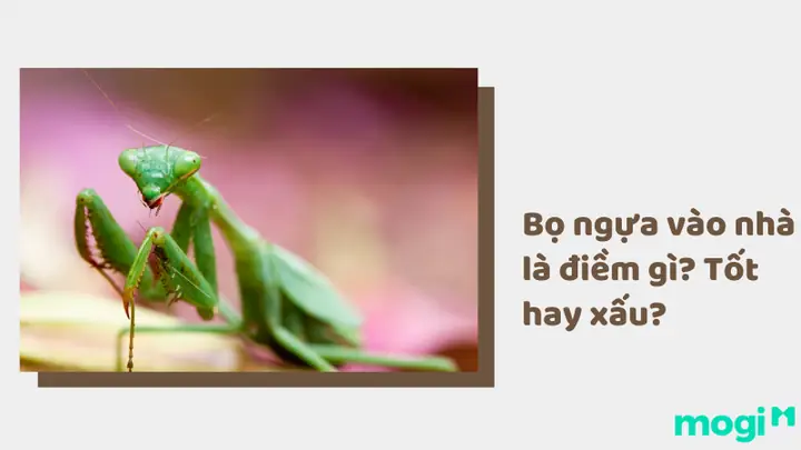 Bọ Ngựa Vào Nhà Bạn Đềm La Điềm Gì