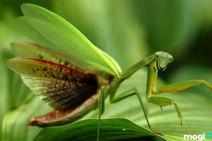 Bọ Ngựa Vào Nhà Bạn Đềm La Điềm Gì