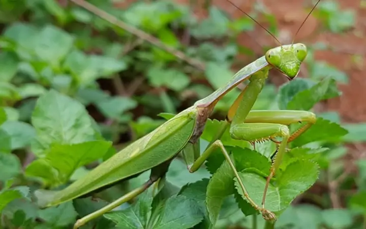 Bọ Ngựa Vào Nhà Bạn Đềm La Điềm Gì