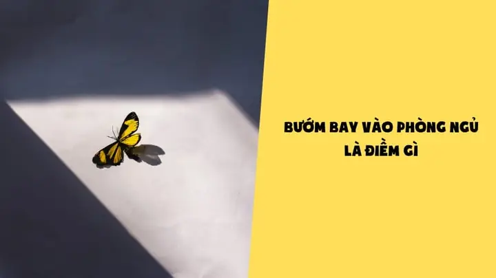 Bướm Bay Vào Phong Ngủ La Điềm Gì