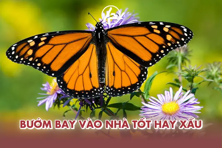 Bướm Chết Trong Nhà Có Điềm Gì