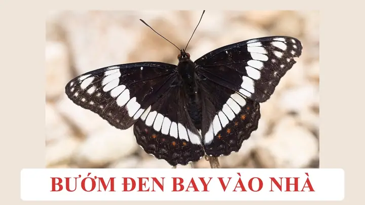 Bướm Đen Bay Vào Nhà Và Chết La Điềm Gì Bướm Đen Bay Vào Nhà Và Chết La Điềm Gì