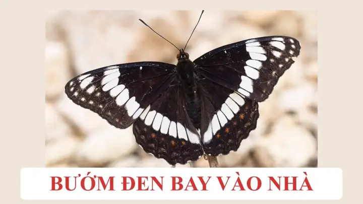 Bướm Đen Bay Vào Nhà Và Chết La Điềm Gì Bướm Đen Bay Vào Nhà Và Chết La Điềm Gì