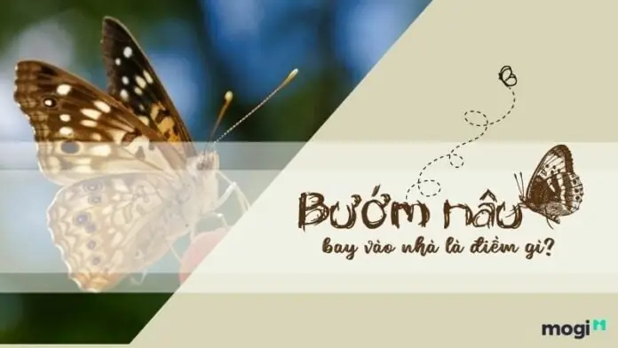 Bướm Nâu Bay Vào Nhà Rồi Chết La Điềm Gì Bướm Nâu Bay Vào Nhà Rồi Chết La Điềm Gì