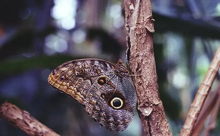 Bướm Nâu Đậu Vào Người La Điềm Báo Gì Bướm Nâu Đậu Vào Người La Điềm Báo Gì