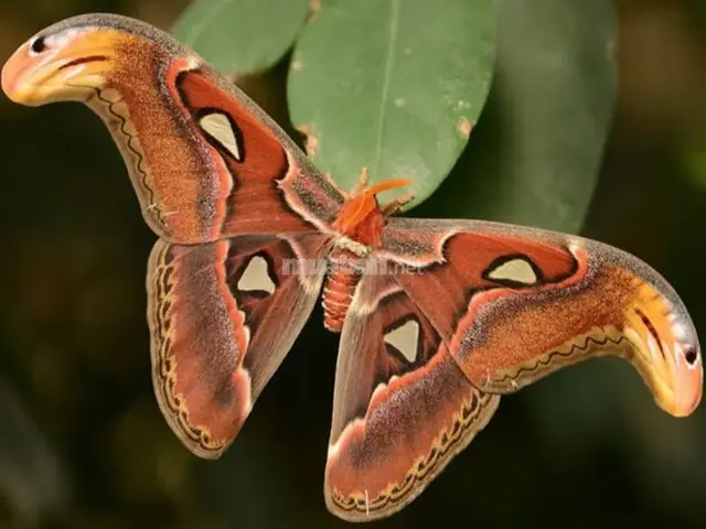 Bướm Nâu Đen Bay Vào Nhà La Điềm Gì