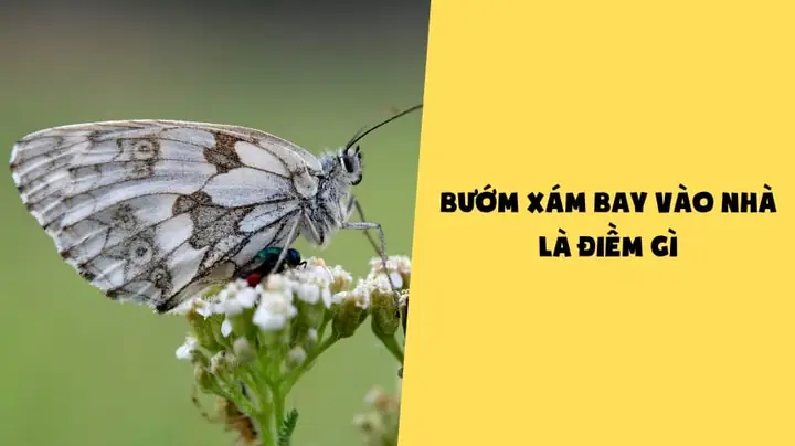 Bướm Trắng Bay Quanh Người La Điềm Gì