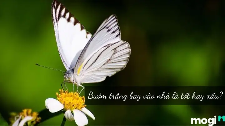 Bướm Trắng Bay Quanh Người La Điềm Gì