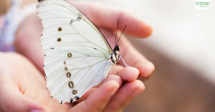 Bướm Trắng Đậu Vào Người La Điềm Gì