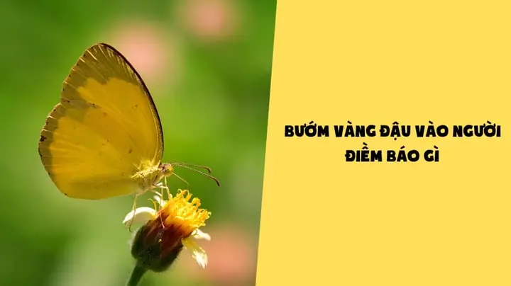 Bướm Vàng Đậu Vào Tay La Điềm Gì Bướm Vàng Đậu Vào Tay La Điềm Gì