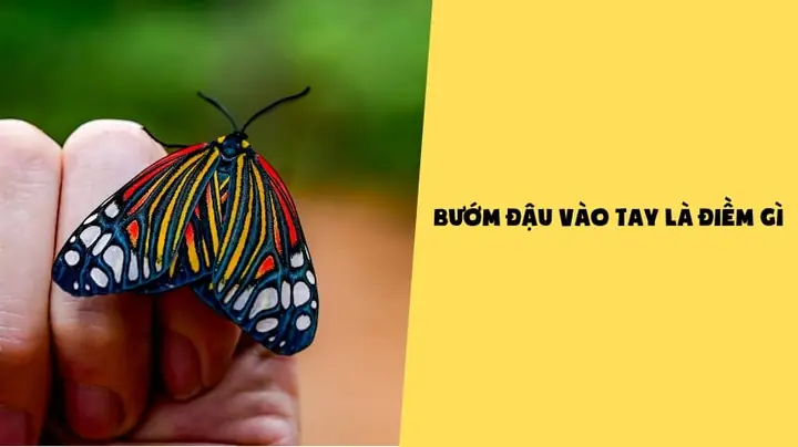 Bướm Vàng Đậu Vào Tay La Điềm Gì Bướm Vàng Đậu Vào Tay La Điềm Gì