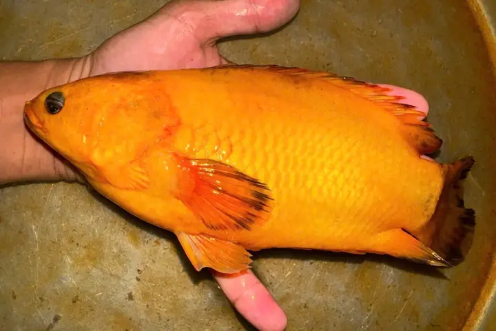 Cá Rô Vào Nhà La Điềm Gì