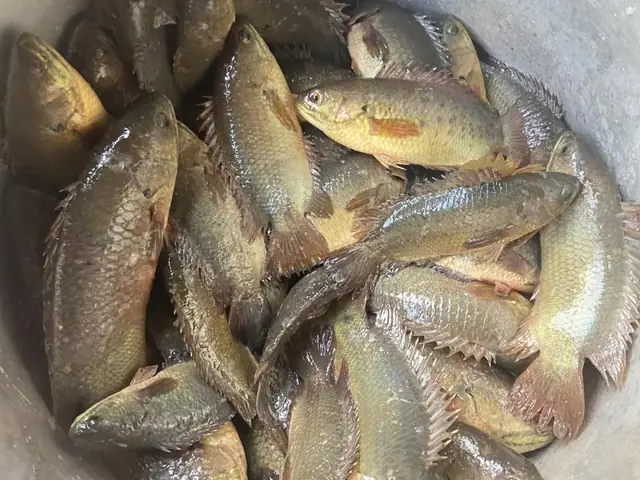Cá Rô Vào Nhà La Điềm Gì
