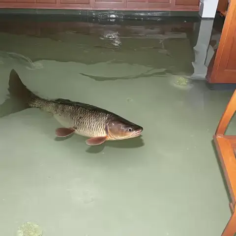 Cá Trê Vào Nhà La Điềm Gì