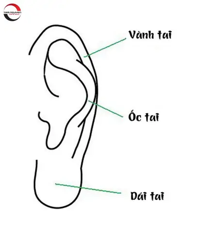 Các Tướng Tai Đàn Ông