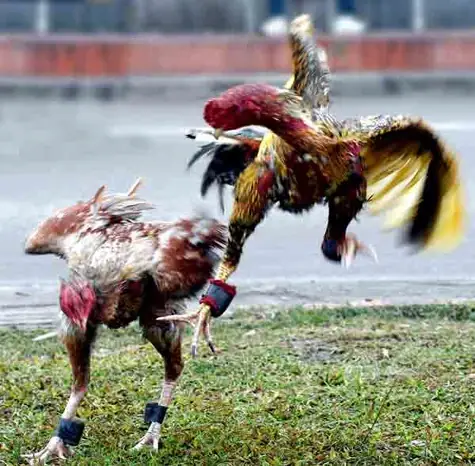 Cách Xem Tướng Gà Chọi Thần Kê
