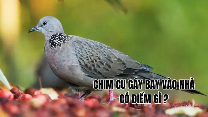 Chim Cu Gáy Bay Vào Nhà Có Điềm Gì Chim Cu Gáy Bay Vào Nhà Có Điềm Gì