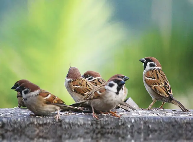 Chim Ỉa Vào Mặt Là Điềm Gì