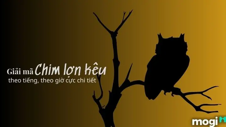 Chim Kêu Vào Ban Đêm La Điềm Gì