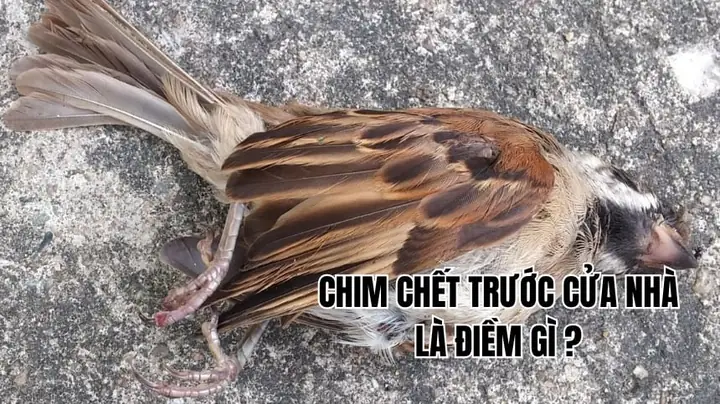 Chim Sa Chết Trước Mặt La Điềm Gì Chim Sa Chết Trước Mặt La Điềm Gì