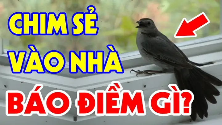 Chim Sẻ Bay Vào Phòng Ngủ La Điềm Gì