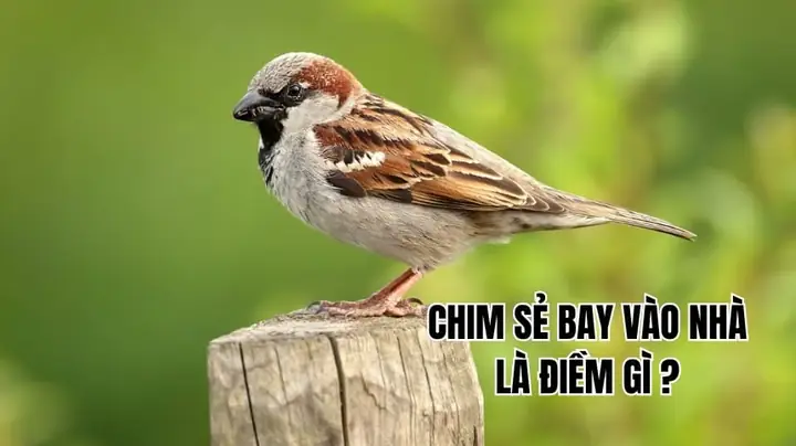 Chim Sẻ Bay Vào Phòng Ngủ La Điềm Gì Chim Sẻ Bay Vào Phòng Ngủ La Điềm Gì