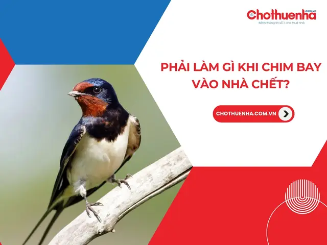Chim Sẻ Bay Vào Phòng Ngủ La Điềm Gì Chim Sẻ Bay Vào Phòng Ngủ La Điềm Gì