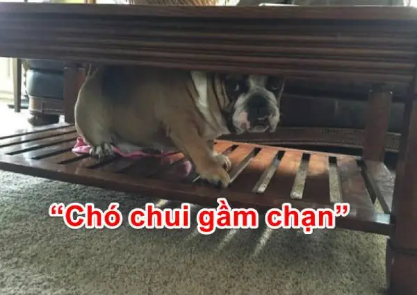 Chó Chui Gầm Giường La Điềm Gì