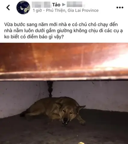 Chó Chui Gầm Giường La Điềm Gì