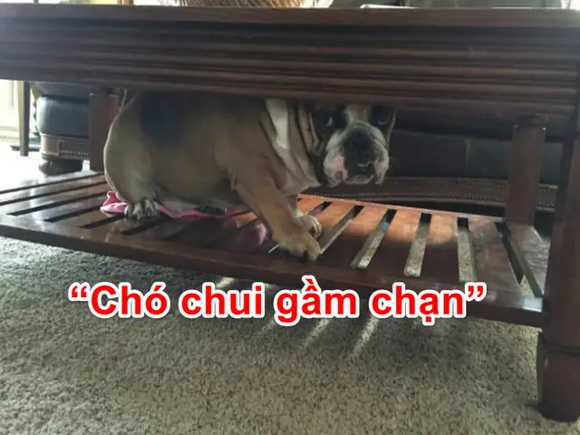Chó Chui Gầm Giường La Điềm Gì