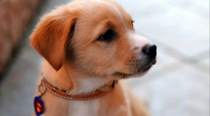 Chó Đi Theo La Điềm Gì