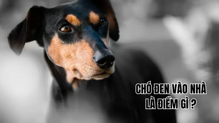Chó Nâu Vào Nhà La Điềm Gì