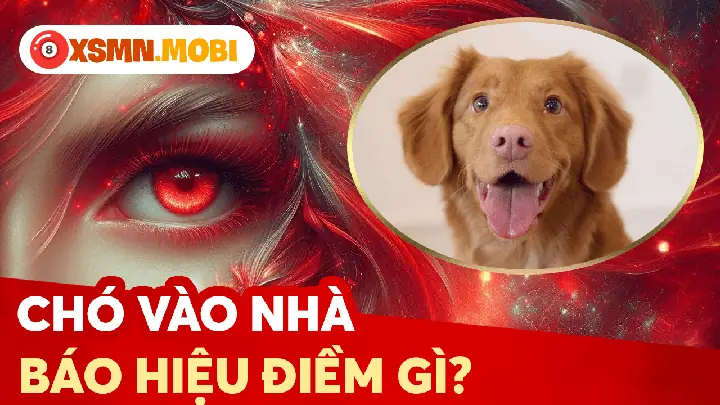 Chó Nâu Vào Nhà La Điềm Gì