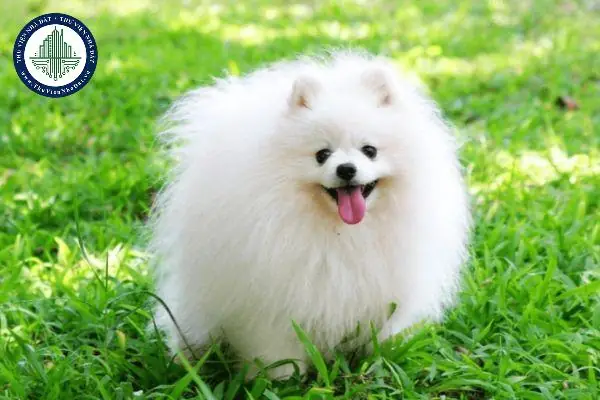 Chó Nâu Vào Nhà La Điềm Gì