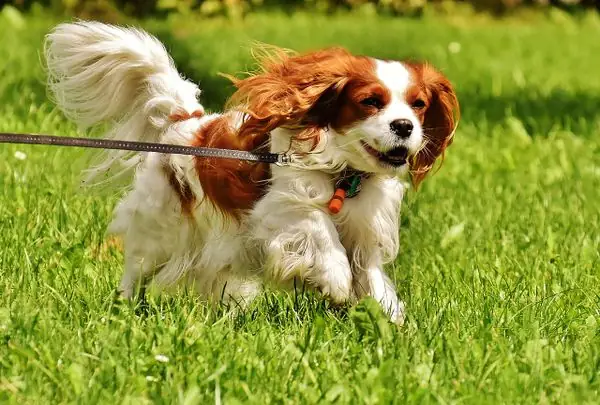 Chó Nhạy Lên Xe La Điềm Gì