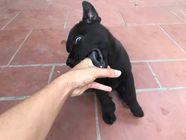 Chó Nhạy Lên Xe La Điềm Gì