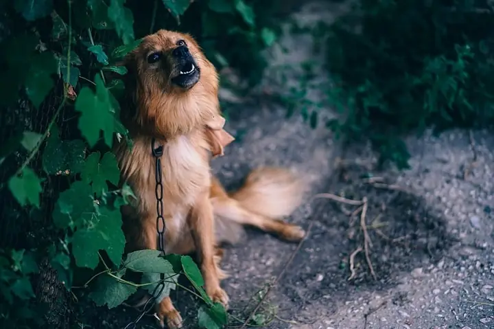 Chó Sủa Ban Đêm La Điềm Gì