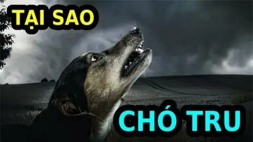Chó Sủa Ban Đêm La Điềm Gì