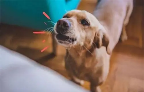 Chó Sủa Ban Đêm La Điềm Gì