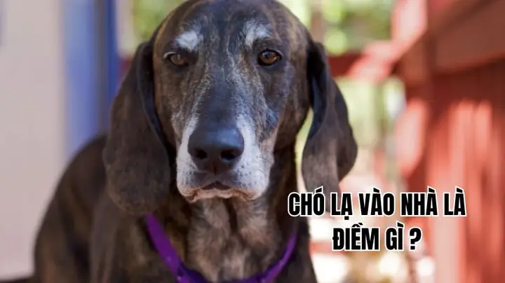 Chó Vào Nhà Ị La Điềm Gì