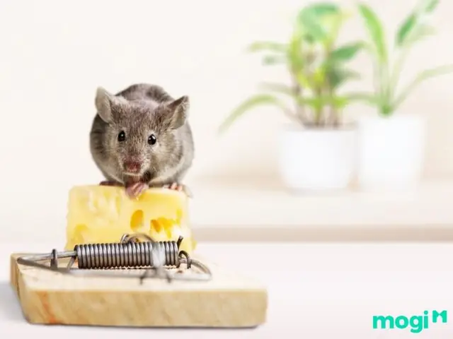 Chuột Chạy Trên Trần Nhà La Điềm Gì