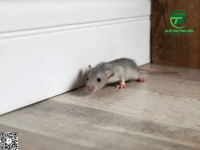 Chuột Kêu Chít Chít'' Là Điềm Gì