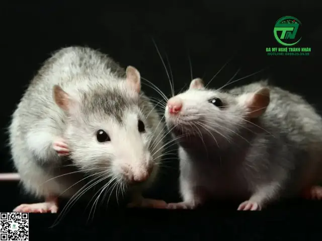 Chuột Kêu Chít Chít'' Là Điềm Gì