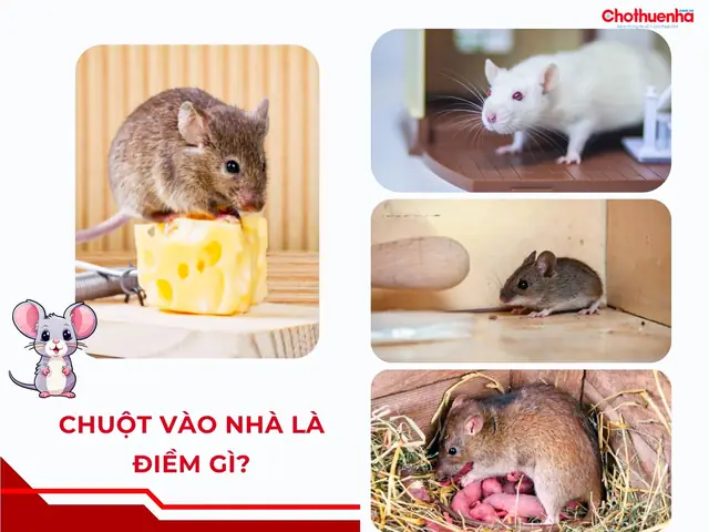 Chuột Reo Ban Đêm La Điềm Gì
