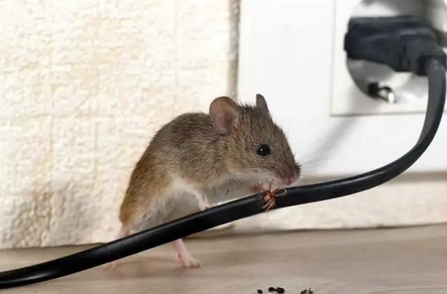 Chuột Reo Ban Đêm La Điềm Gì Chuột Reo Ban Đêm La Điềm Gì