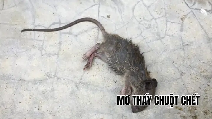Chuột Reo La Điềm Gì